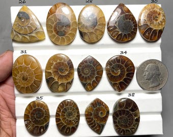 Natural Ammonite Cabochon: Loose Gemstone for Jewelry Making
