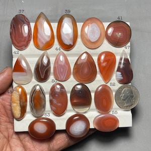 May include: A selection of polished agate gemstones in diverse shapes and colours, such as oval, teardrop, and round. The stones exhibit bands of orange, brown, white, and red hues. A U.S. quarter is included for size reference.