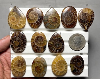Natural Ammonite Cabochon, High Quality Ammonite Gemstone Cabochon, Loose Ammonite For Making Jewelry