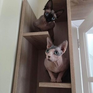 May include: Two Sphynx cats with blue eyes are positioned on shelves within a wooden cabinet. The cats have pink skin and minimal fur. One cat has a dark face and ears, the other has a grey patch on its head.