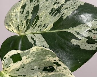 Great deal on the Monstera Vietciosa Tissue culture (TC).** USA seller
