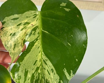 Rare Monstera Vietciosa fresh import Plants Bigger size. (USA Seller)