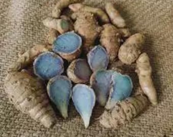 Racine de curcuma noir (séchée) | Kali Haldi, poudre d'herbes indiennes