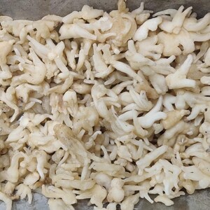 Puede incluir: Primer plano de un mont&oacute;n de objetos de color beige claro, secos y de forma irregular. Los objetos tienen una apariencia texturizada, casi coralina, con m&uacute;ltiples protuberancias y tama&ntilde;os variables. La impresi&oacute;n general es de un material natural y org&aacute;nico.