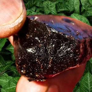 Puede incluir: Un objeto oscuro de forma irregular con una superficie brillante y texturizada, sostenido contra un fondo de hojas verdes. El objeto tiene un color marr&oacute;n oscuro con motas blancas brillantes.