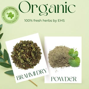 Brahmi en polvo/entero, Bacopa moneiri, adaptógeno indio, chamánico sagrado, potenciador cerebral, planta maestra de EHS