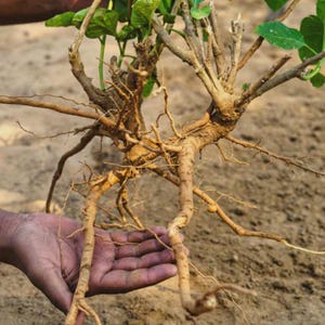Op de afbeelding: Een close-up van het wortelstelsel van een plant, met een netwerk van bruine wortels en takken. De wortels worden door een hand vastgehouden, met groene bladeren en takken aan de bovenkant. De achtergrond is een vage weergave van aarde.