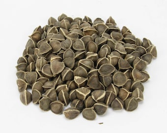 Graines de moringa, feuilles d'Oleifera, héritage sans OGM, graines de pilon, arbre superalimentaire facile à cultiver à croissance rapide pour le jardin ou les conteneurs