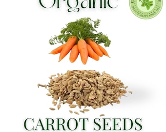 Graines de carotte comestibles biologiques | Pur, naturel et sans produits chimiques