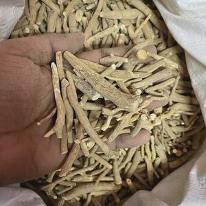Op de afbeelding: Een close-up van een hand die een handvol lichtbruine, gedroogde ashwagandha-wortels vasthoudt. De wortels zijn van verschillende groottes en vormen, met een ruwe, getextureerde uitstraling. De wortels zitten in een witte zak.