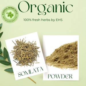 Somlata whole / Powder, Gerard Jointfir Ain Khanta, Somlata, Soma Gerardiana by EHS