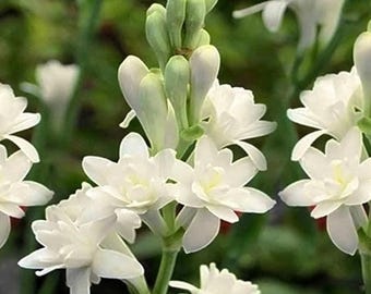 « Rajnigandha double floraison blanche, bulbes de plantes à fleurs, bulbes de floraison nocturne, fleurs parfumées » par EHS