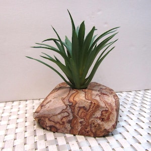 May include: A small, decorative succulent plant in a natural stone pot. The plant has long, green, pointed leaves. The stone pot is a light brown color with darker brown and tan veining.