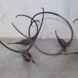 May include: Dried Devil's Claw pods with long, twisted, brown stems. The pods are brown and have a spiky texture.