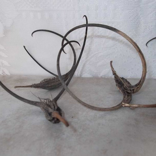 Craft Material Devils Claw Seed Pods 20 /unicorn Plant/devils Etsy