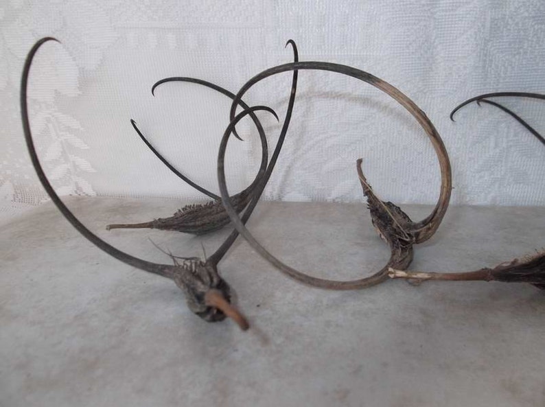 May include: Dried Devil's Claw pods with long, twisted, brown stems. The pods are brown and have a spiky texture.