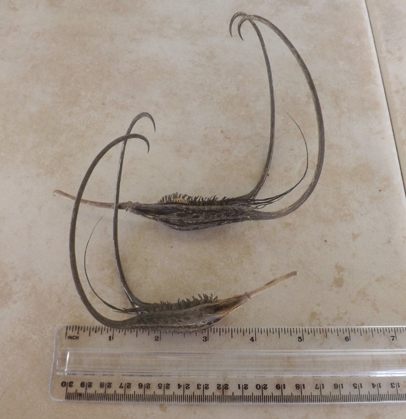 May include: Two dried seed pods with long, thin, spiky tendrils. The pods are brown and have a rough texture. The tendrils are curled and twisted. A ruler is in the bottom of the image for scale.
