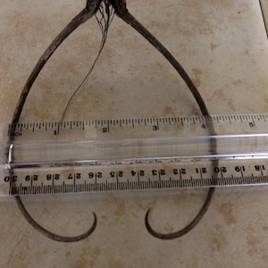 May include: A close-up of a dried plant with two long, thin stems that curve into a heart shape. A ruler is placed under the plant to show its size, measuring approximately 4 inches in length.
