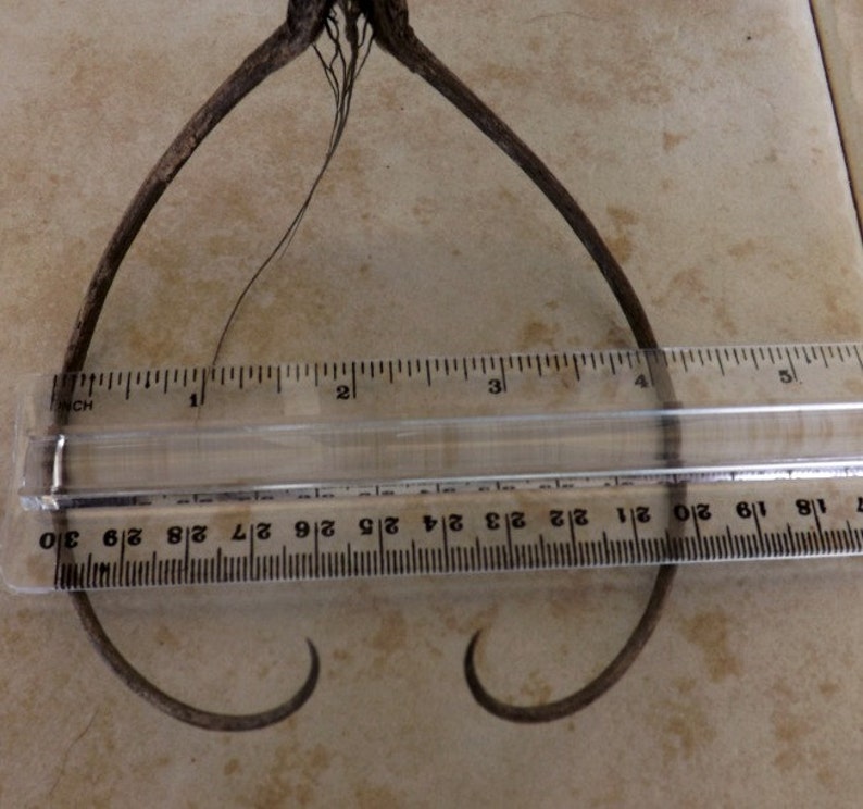 May include: A close-up of a dried plant with two long, thin stems that curve into a heart shape. A ruler is placed under the plant to show its size, measuring approximately 4 inches in length.