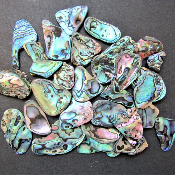 New Zealand Abalone Shell Paua Shell Natural Large Pieces 1 Ounce