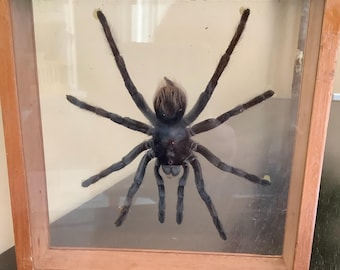 Vintage 1970s  Mounted Brown Tarantula