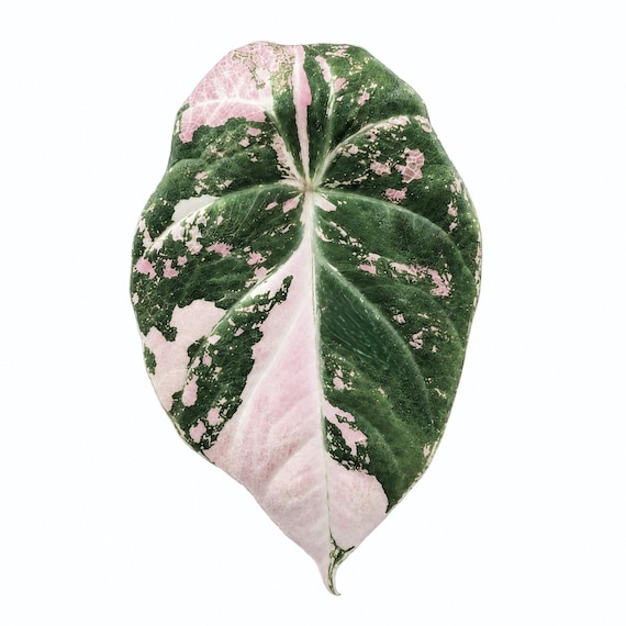 Alocasia Black Velvet Pink Variegated – 5 pack Tissue Culture Pack - TC Bundle