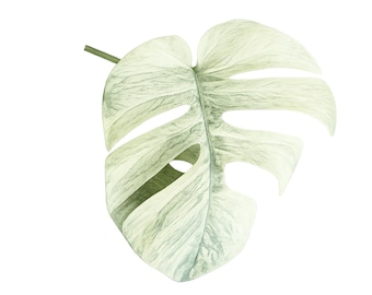 Monstera Borsigiana Full Mint – Tissue Culture | Single &  5 Pack Gellies Club