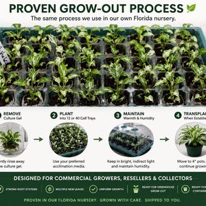 May include: A green plastic tray containing multiple small Peace Lily plantlets with variegated green and white leaves. The image includes text detailing a four-step grow-out process, from removing culture gel to transplanting into 4-inch pots.