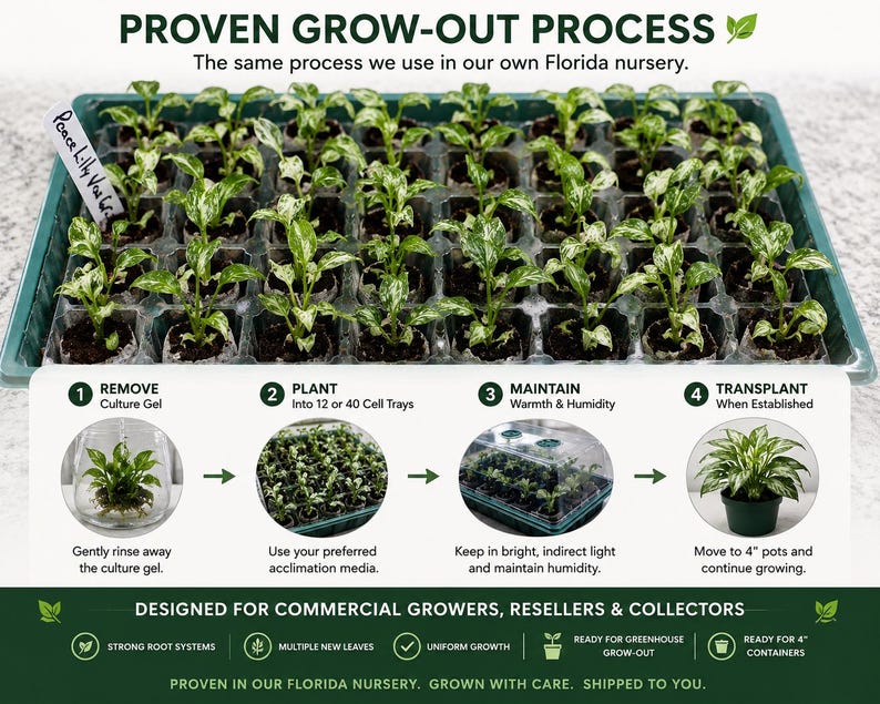 May include: A green plastic tray containing multiple small Peace Lily plantlets with variegated green and white leaves. The image includes text detailing a four-step grow-out process, from removing culture gel to transplanting into 4-inch pots.