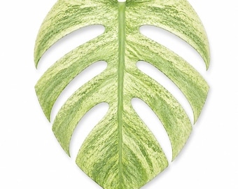 Monstera Deliciosa Mint Variegated 5 Pack - Tissue Culture