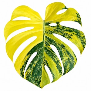 Monstera Lemon Pom Pom - Etsy