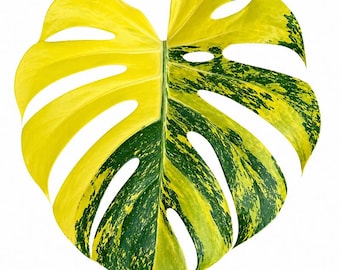 Monstera Lemon Pompom I US Seller | Pick Your Plant - Etsy