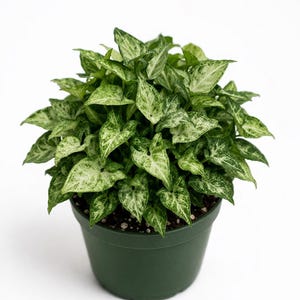 May include: A set of three ceramic mugs with a speckled, matte finish. Each mug features a different color: light blue, cream, and gray. The mugs have a simple, modern design and a comfortable handle.