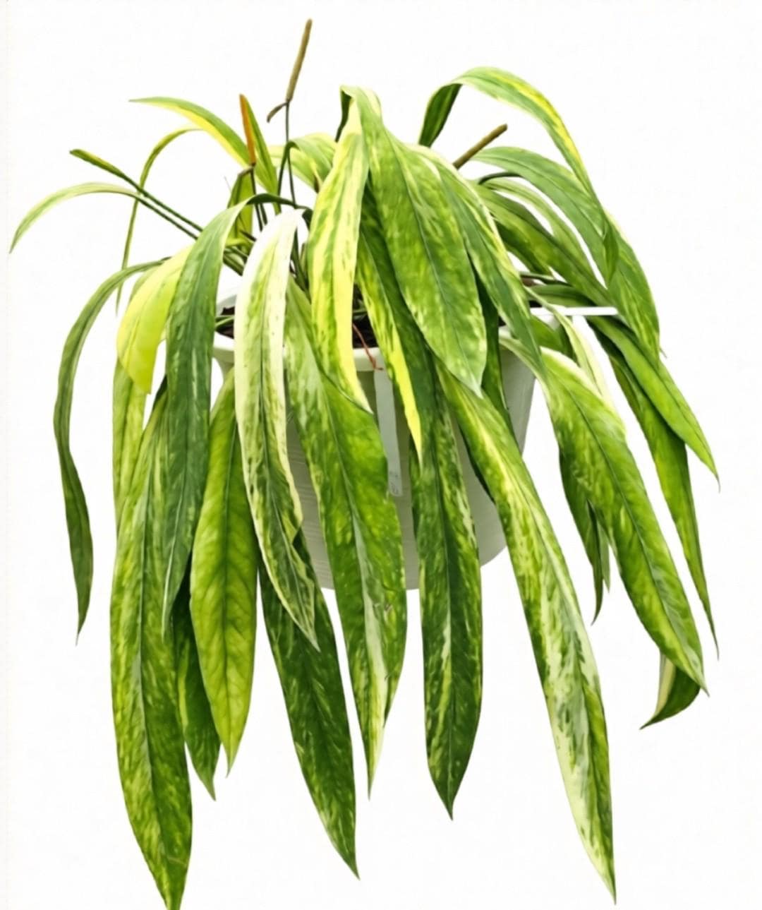 Vittarifolium Variegated 10 Pack– Tissue Culture Pack Bundle - Etsy