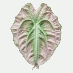 Alocasia pink venom - Etsy 日本