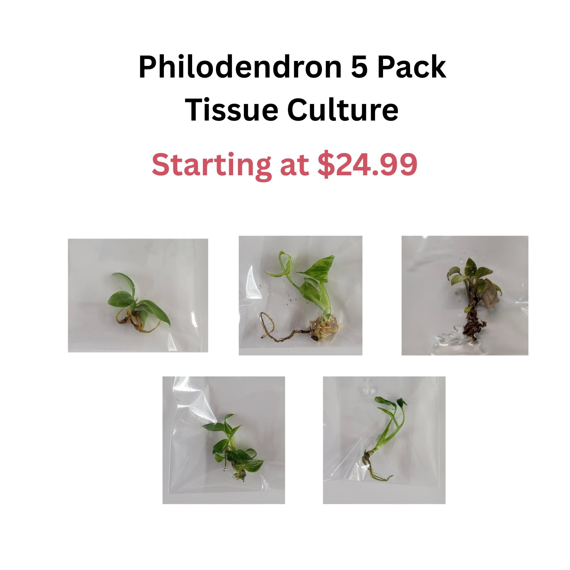 Philodendron Tissue Culture Plant 5-pack Plant Bundle - Rare Aroids - Etsy