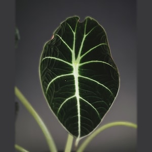 May include: A dark green Alocasia leaf with a prominent, light-colored central vein and branching lateral veins. The leaf has a heart-shaped, pointed tip and a textured, velvety surface, supported by light green stems extending from the base.