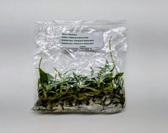 Philodendron Spiritus Sancti – Tissue Culture Pack - 10 Pack | TC Bundle