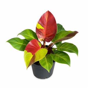 cordyline terminalis - ti plant Cordyline Red Sister, Terminalis Ti Plants