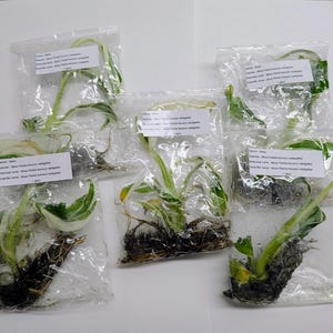 May include: Six small plants in clear plastic bags. The plants have green and white leaves and visible roots. Each bag has a white label with text. The plants are arranged on a white surface.