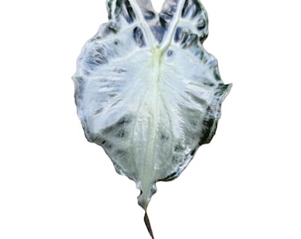Alocasia Venom – 5 pack Tissue Culture Pack - TC Bundle