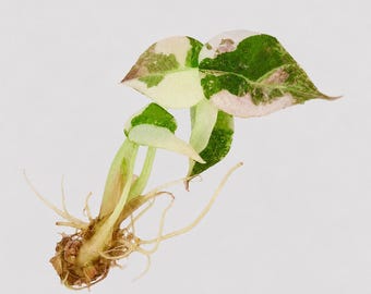 Alocasia Cuprea Albo Pink Variegated — Tissue Culture TC Plant | Single | 5 Pack | Ships from Florida
