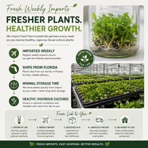 May include: An infographic titled Fresh Weekly Imports Fresher Plants Healthier Growth featuring a glass jar of tissue culture plantlets, a greenhouse tray of young green plants, and a five-step process diagram from lab to delivery.