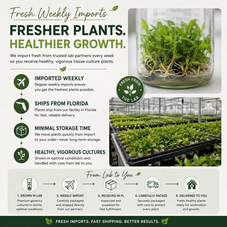 May include: An infographic titled Fresh Weekly Imports Fresher Plants Healthier Growth featuring a glass jar of tissue culture plantlets, a greenhouse tray of young green plants, and a five-step process diagram from lab to delivery.