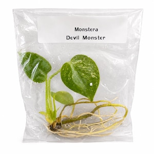 Op de afbeelding: Een kleine Monstera Devil Monster plantstek met groene hartvormige bladeren en zichtbare lichtgekleurde wortels, verzegeld in een doorzichtige plastic zak. Een wit rechthoekig label op de zak bevat de tekst Monstera Devil Monster.