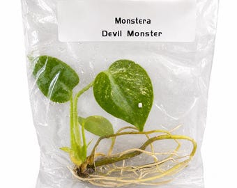 Monstera Devil Monster A & B Grade – Tissue Culture