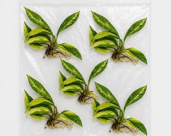 Philodendron Tissue Culture Plant  Live Plants - Etsy