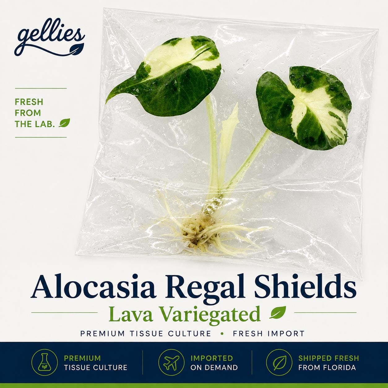 Alocasia regal shields - Etsy 日本