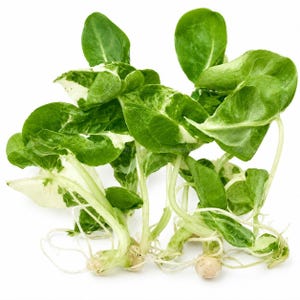 May include: Fresh, vibrant green and white lettuce sprouts with visible roots. The leaves have a speckled pattern of green and white. The image is a close-up shot of the sprouts against a white background, highlighting the natural colors and textures.