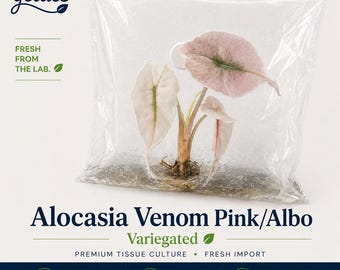Alocasia Venom Pink/Albo Variegated – Gewebekulturpflanze | Einzeln oder im 5er-Pack | Versand aus Florida